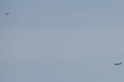 Morten 22 april 2019 - LN-TEX og en måke som flyr over Høyenhall. Det er nok North American AT-6G Harvard