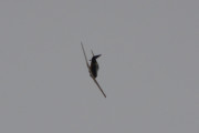 Morten 11 august 2018 - Kl. 15.00 Spennende fly LN-WNH over Høyenhall, jeg holdt på med noe inne, men stormet ut med kamera når jeg hørte flyduren