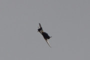 Morten 11 august 2018 - Kl. 15.00 Spennende fly LN-WNH over Høyenhall, vet ikke om jeg har tatt bilde av dette flyet før