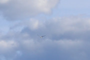 Morten 13 august 2018 - Kl. 16.49 En som flyr over Høyenhall, kun for å lure Knut igjen