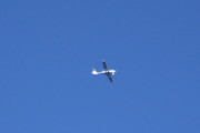 Morten 15 september 2018 - Småfly over Sandefjord