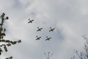 Morten 20 mai 2017 - Yellow Sparrows i formasjon over Oslo