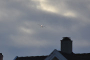 Morten 20 oktober 2018 - Småfly over Høyenhall, men følg nå med