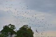 Morten 6 august 2015 - Sjøfly over Langøyene, klokken er 19.35 og rett etter at jeg tok dette bilde som kom sjøflyet