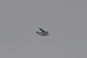 Morten 6 oktober 2018 - Sjøfly over Østensjøvannet, det er en Cessna