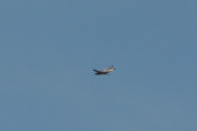 Morten 9 august 2018 - Kl. 18.21 Småfly over Høyenhall, jeg tror det er en Piper fra 1970 åra