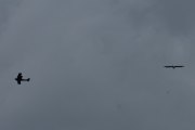 9 august 2019 - Dobbeltdekker LN-KFT over Høyenhall, noen spør - hvem kom først? Høna eller egget? Jeg spør heller, hvem kom først? Flyet eller måka?