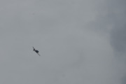 Morten 31 august 2019 - LN-TEX over Høyenhall