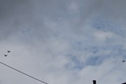 Morten 31 august 2019 - Yellow Sparrows over Høyenhall, to foran og en langt bak