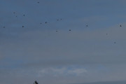 Morten søndag 1 september 2019 - LN-FRV over Høyenhall, men hva når et fly forsvinner blant alle fuglene?