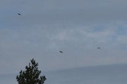 Morten søndag 1 september 2019 - LN-FRV over Høyenhall, er det da flyet som er for lite, eller fuglene som har blitt for store? Du skal nok til Telemark Airshow du også