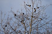 Morten 2 februar 2020 - Småfly over Høyenhall