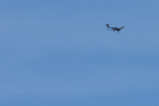 Morten 2. pinsedag 1 juni 2020 - Mikrofly over Høyenhall, den er vanskelig å høre, men jeg fikk den med en fugl da
