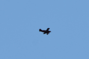 Morten 3 mai 2020 - LN-AHN over Høyenhall, jeg tror det er en Aviat Pitts S-2A Special fra 1971