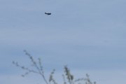 Morten 9 mai 2020 - LN-TEX over Høyenhall