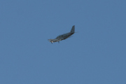 Morten 27 november 2020 - LN-NPZ over Høyenhall
