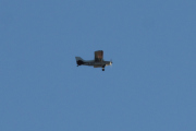 Morten 17 oktober 2020 - LN-AEW over Høyenhall, det er et Maule Aerospace MX-7-180 fra Nome Flyklubb