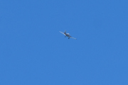Morten 9 oktober 2020 - Ukjent fly over Høyenhall