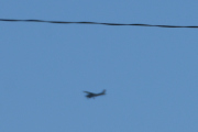 Morten 1 april 2021 - Ringdua og flyet