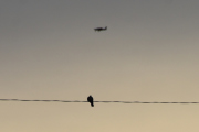 Morten 6 mars 2021 - En fugl og et fly over Høyenhall, bommet med noen centimeter