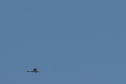 Morten 24 juli 2021 - Ukjent fly med to fugler, den er for langt unna, men det er en Cessna