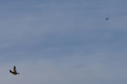 Morten 19 februar 2022 - LN-NRC over Høyenhall, da fikk jeg med en fugl i samme slengen