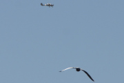 Morten 25 februar 2022 - Småfly over Høyenhall, så jeg følger denne fuglen som flyr mot flyet