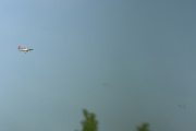 Morten 13 juli 2021 - Småfly over Høyenhall, men jeg er litt i tvil om jeg ser noen fugler her