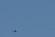 Morten 24 juli 2021 - Cessna med to fugler over Høyenhall, den var litt for langt unna
