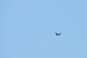 Morten 24 juli 2021 - LN-MTT over Høyenhall, det er Rygge Flyklubb og jeg får med et par fugler