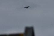 Morten 21 mai 2021 - LN-TEX - T-6 Harvard over Høyenhall, hører selvfølgelig hjemme på Kjeller flyplass den også, men fuglen på taket uteble