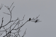 Morten 19 mars 2021 - LN-KVK over Høyenhall, Piper PA-32-301XTC Saratoga LN-KVK kan du få som modellfly også med et vingespenn på 43.40 cm. Der fikk jeg han med en Grønnfink også :-)