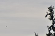 Morten 7 mars 2021 - Piper over Høyenhall, det ble ikke en fugl men, en kongle