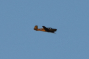 Morten 21 november 2021 - LN-LFK over Høyenhall, det er en Saab 91B-2 Safir fra 1957