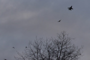 Morten 26 november 2021 - F-16 Fighting Falcon og NH90 helikopter i formasjon over Høyenhall