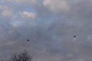 Morten 26 november 2021 - F-16 Fighting Falcon og NH90 helikopter i formasjon over Høyenhall
