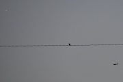 Morten 26 oktober 2021 - Ukjent fly over Høyenhall