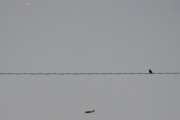Morten 26 oktober 2021 - Ukjent fly over Høyenhall