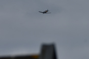 Morten 21 mai 2021 - T-6 Harvard over Høyenhall, hører selvfølgelig hjemme på Kjeller flyplass den også, men fuglen på taket uteble