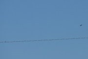 Morten 19 april 2022 - Småfly over Høyenhall på kvelden, men jeg fikk med fuglen på ledningen da