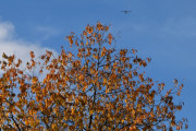 Morten 15 oktober 2022 - LN-NPK besøker Høyenhall, så jeg takker for besøket og ikke en eneste fugl i treet