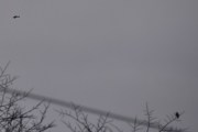 Morten 4 desember 2022 - Veteranfly over Høyenhall, jeg gjetter at den er fra 1953 og jeg for med en fugl