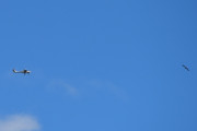 Morten 7 juli 2022 - LN-FTM over Høyenhall, og her ser vi den sammen med en fugl