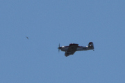 Morten 8 mai 2022 - Småfly over Høyenhall, jeg får med en fugl, men du er for langt unna