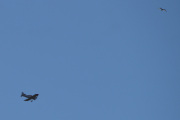 Morten 8 mai 2022 - Småfly over Høyenhall, men jeg fikk deg med en fugl, så da er jeg fornøyd