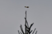 Morten 27 mars 2022 - Gult fly over Høyenhall