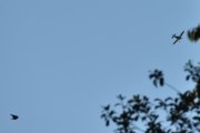 Morten 1 september 2022 - Småfly over Høyenhall, jeg fikk den med en fugl og dem som er på Aker brygge fikk litt underholdning