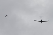 Morten 1 august 2023 - LN-FTM og fuglene over Høyenhall, men nå må dere passe dere for måkene, det er en hel haug av dem i luften