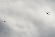 Morten 1 august 2023 - LN-FTM og fuglene over Høyenhall, det er ikke samme måka skjønner du, dem er mange