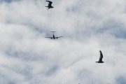 Morten 2 august 2023 - LN-KYV over Høyenhall